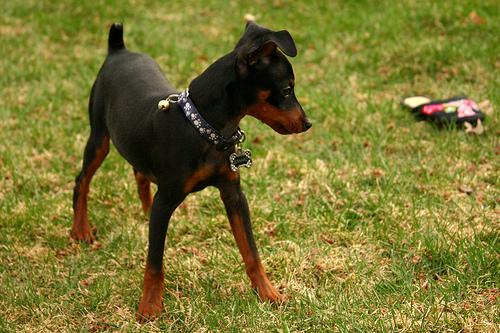 Pinscher Anão