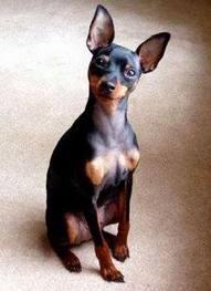 Pinscher miniatura