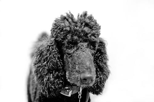 Poodle/Caniche