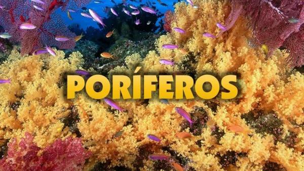 Poriferos