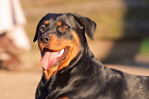 Rottweiler