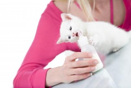 Saiba iniciar uma relação com o seu gato recém-chegado