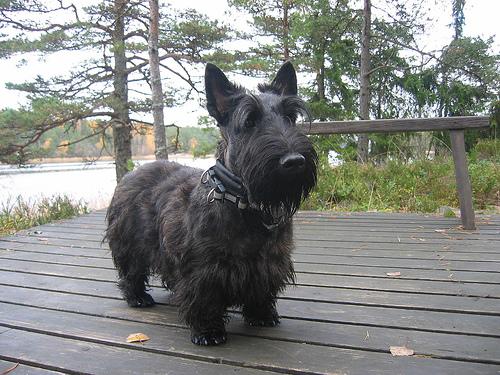 Scottish Terrier ou Terrer escocês