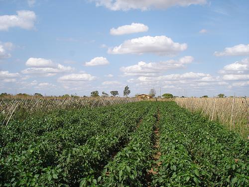 Segurança e saúde no trabalho rural