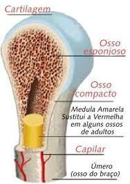 Ser Doador de Medula Óssea