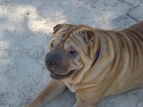 Shar - Pei