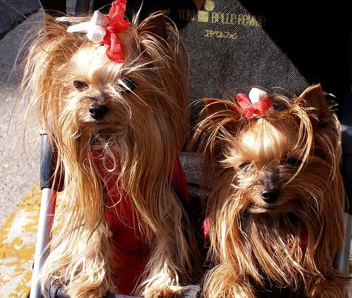 Yorkshire Terrier