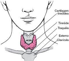 A tiroide – fonte do equilíbrio humano