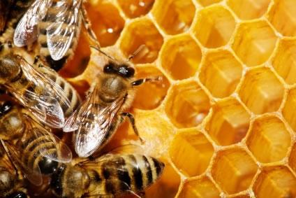 Abelha não só produz mel