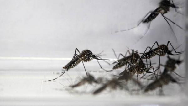 Brasil Tem 117 Municípios Em Situação De Risco - Dengue E Chikungunya