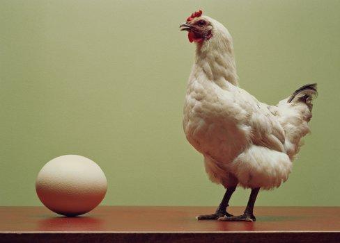 Como as galinhas põem ovos
