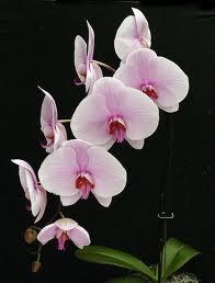 Cuidar das orquídeas Parte 1