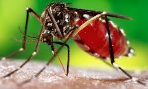 Dengue casos multiplicam em 2015.Saiba mais sobre essa doença, seus sintomas e como prevenir