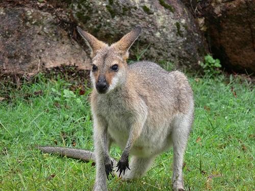 Instale-se no habitat de várias espécies em perigo na Austrália