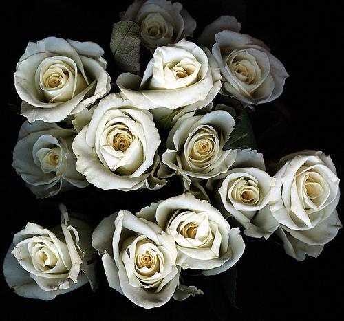 Jarros e rosas brancas