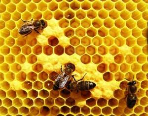 O papel das abelhas