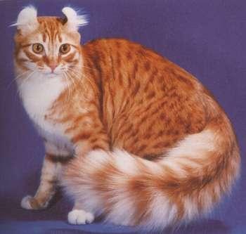 O Singular Gato American Curl