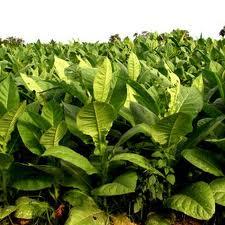Planta do tabaco